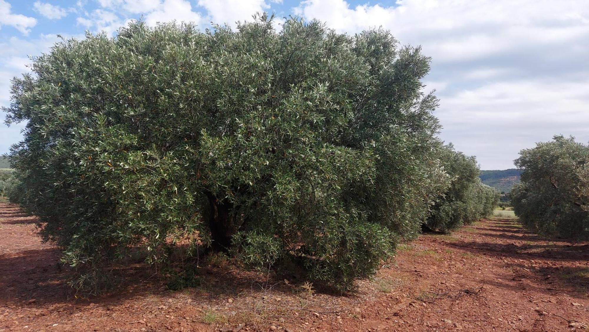 Escale Au Salagou Le Bosc  Esterno foto
